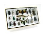 Echte exotische Insekten - Einzelstück - im 3D L-Schaukasten - Wandbild 1-A-L-33 – Bild 8