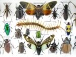 Echte exotische Insekten - Einzelstück - im 3D L-Schaukasten - Wandbild 1-A-L-33 – Bild 12