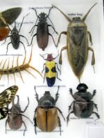 Echte exotische Insekten - Einzelstück - im 3D L-Schaukasten - Wandbild 1-A-L-33 – Bild 11