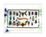 Echte exotische Insekten - Einzelstück - im 3D L-Schaukasten - Wandbild 1-A-L-35