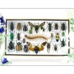 Echte exotische Insekten - Einzelstück - im 3D L-Schaukasten - Wandbild 1-A-L-34