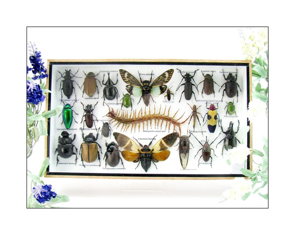 Wunderschöne, tropische und natürlich echte Insekten aus nachhaltiger Zucht im XL Schaukasten a-insekten-L-34-a