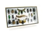 Echte exotische Insekten - Einzelstück - im 3D L-Schaukasten - Wandbild 1-A-L-35 – Bild 2