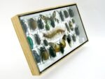 Echte exotische Insekten - Einzelstück - im 3D L-Schaukasten - Wandbild 1-A-L-35 – Bild 3