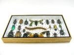 Echte exotische Insekten - Einzelstück - im 3D L-Schaukasten - Wandbild 1-A-L-35 – Bild 4