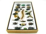 Echte exotische Insekten - Einzelstück - im 3D L-Schaukasten - Wandbild 1-A-L-35 – Bild 8