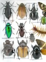 Echte exotische Insekten - Einzelstück - im 3D L-Schaukasten - Wandbild 1-A-L-35 – Bild 11