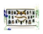 Echte exotische Insekten - Einzelstück - im 3D L-Schaukasten - Wandbild 1-A-L-36