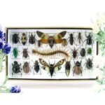 Echte exotische Insekten - Einzelstück - im 3D L-Schaukasten - Wandbild 1-A-L-36