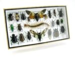 Echte exotische Insekten - Einzelstück - im 3D L-Schaukasten - Wandbild 1-A-L-36 – Bild 2