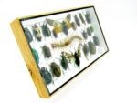 Echte exotische Insekten - Einzelstück - im 3D L-Schaukasten - Wandbild 1-A-L-36 – Bild 3