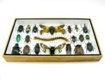 Echte exotische Insekten - Einzelstück - im 3D L-Schaukasten - Wandbild 1-A-L-36 – Bild 4