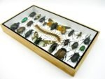 Echte exotische Insekten - Einzelstück - im 3D L-Schaukasten - Wandbild 1-A-L-36 – Bild 6