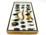 Echte exotische Insekten - Einzelstück - im 3D L-Schaukasten - Wandbild 1-A-L-36 – Bild 7