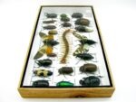 Echte exotische Insekten - Einzelstück - im 3D L-Schaukasten - Wandbild 1-A-L-36 – Bild 8