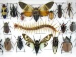 Echte exotische Insekten - Einzelstück - im 3D L-Schaukasten - Wandbild 1-A-L-36 – Bild 10