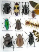Echte exotische Insekten - Einzelstück - im 3D L-Schaukasten - Wandbild 1-A-L-36 – Bild 11