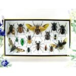 Echte exotische Insekten - Einzelstück - im 3D L-Schaukasten - Wandbild 1-A-L-37