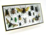 Echte exotische Insekten - Einzelstück - im 3D L-Schaukasten - Wandbild 1-A-L-37 – Bild 2