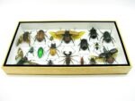 Echte exotische Insekten - Einzelstück - im 3D L-Schaukasten - Wandbild 1-A-L-37 – Bild 4
