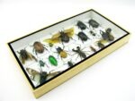 Echte exotische Insekten - Einzelstück - im 3D L-Schaukasten - Wandbild 1-A-L-37 – Bild 6