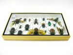 Echte exotische Insekten - Einzelstück - im 3D L-Schaukasten - Wandbild 1-A-L-37 – Bild 9