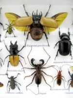 Echte exotische Insekten - Einzelstück - im 3D L-Schaukasten - Wandbild 1-A-L-37 – Bild 10