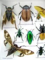 Echte exotische Insekten - Einzelstück - im 3D L-Schaukasten - Wandbild 1-A-L-37 – Bild 11