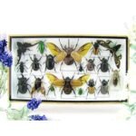 Echte exotische Insekten - Einzelstück - im 3D L-Schaukasten - Wandbild 2-A-L-38