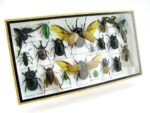 Echte exotische Insekten - Einzelstück - im 3D L-Schaukasten - Wandbild 2-A-L-38 – Bild 2