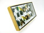 Echte exotische Insekten - Einzelstück - im 3D L-Schaukasten - Wandbild 2-A-L-38 – Bild 3