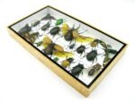 Echte exotische Insekten - Einzelstück - im 3D L-Schaukasten - Wandbild 2-A-L-38 – Bild 5