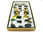Echte exotische Insekten - Einzelstück - im 3D L-Schaukasten - Wandbild 2-A-L-38 – Bild 7