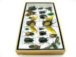 Echte exotische Insekten - Einzelstück - im 3D L-Schaukasten - Wandbild 2-A-L-38 – Bild 8
