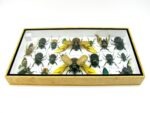 Echte exotische Insekten - Einzelstück - im 3D L-Schaukasten - Wandbild 2-A-L-38 – Bild 9