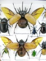 Echte exotische Insekten - Einzelstück - im 3D L-Schaukasten - Wandbild 2-A-L-38 – Bild 10