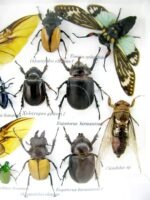 Echte exotische Insekten - Einzelstück - im 3D L-Schaukasten - Wandbild 2-A-L-38 – Bild 11