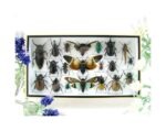 Echte exotische Insekten - Einzelstück - im 3D L-Schaukasten - Wandbild 4-A-L-39