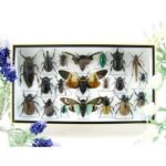 Echte exotische Insekten - Einzelstück - im 3D L-Schaukasten - Wandbild 4-A-L-39