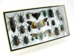 Echte exotische Insekten - Einzelstück - im 3D L-Schaukasten - Wandbild 4-A-L-39 – Bild 2