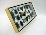 Echte exotische Insekten - Einzelstück - im 3D L-Schaukasten - Wandbild 4-A-L-39 – Bild 3