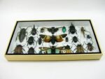 Echte exotische Insekten - Einzelstück - im 3D L-Schaukasten - Wandbild 4-A-L-39 – Bild 4
