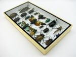 Echte exotische Insekten - Einzelstück - im 3D L-Schaukasten - Wandbild 4-A-L-39 – Bild 5
