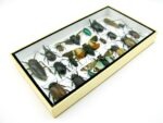 Echte exotische Insekten - Einzelstück - im 3D L-Schaukasten - Wandbild 4-A-L-39 – Bild 6