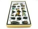 Echte exotische Insekten - Einzelstück - im 3D L-Schaukasten - Wandbild 4-A-L-39 – Bild 7