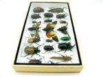 Echte exotische Insekten - Einzelstück - im 3D L-Schaukasten - Wandbild 4-A-L-39 – Bild 8