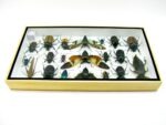 Echte exotische Insekten - Einzelstück - im 3D L-Schaukasten - Wandbild 4-A-L-39 – Bild 9