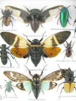 Echte exotische Insekten - Einzelstück - im 3D L-Schaukasten - Wandbild 4-A-L-39 – Bild 10