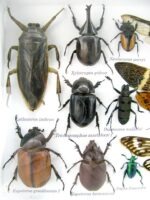 Echte exotische Insekten - Einzelstück - im 3D L-Schaukasten - Wandbild 4-A-L-39 – Bild 11