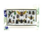Echte exotische Insekten - Einzelstück - im 3D L-Schaukasten - Wandbild 2-A-L-40